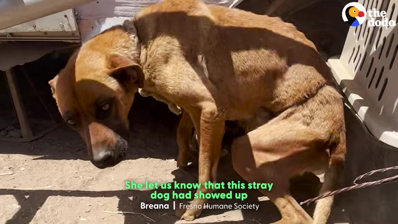 During his recovery, Oscar's sweet natur...