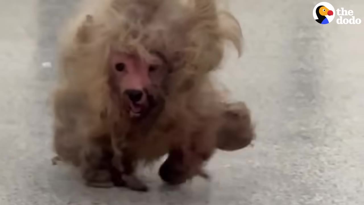 Once the hefty fur was shaved away, an e...