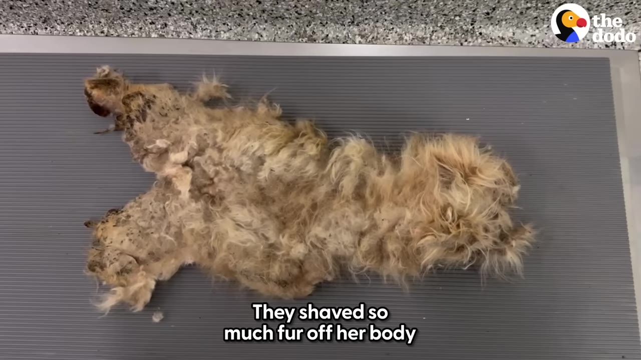 During her clinic stay, Dolly experience...