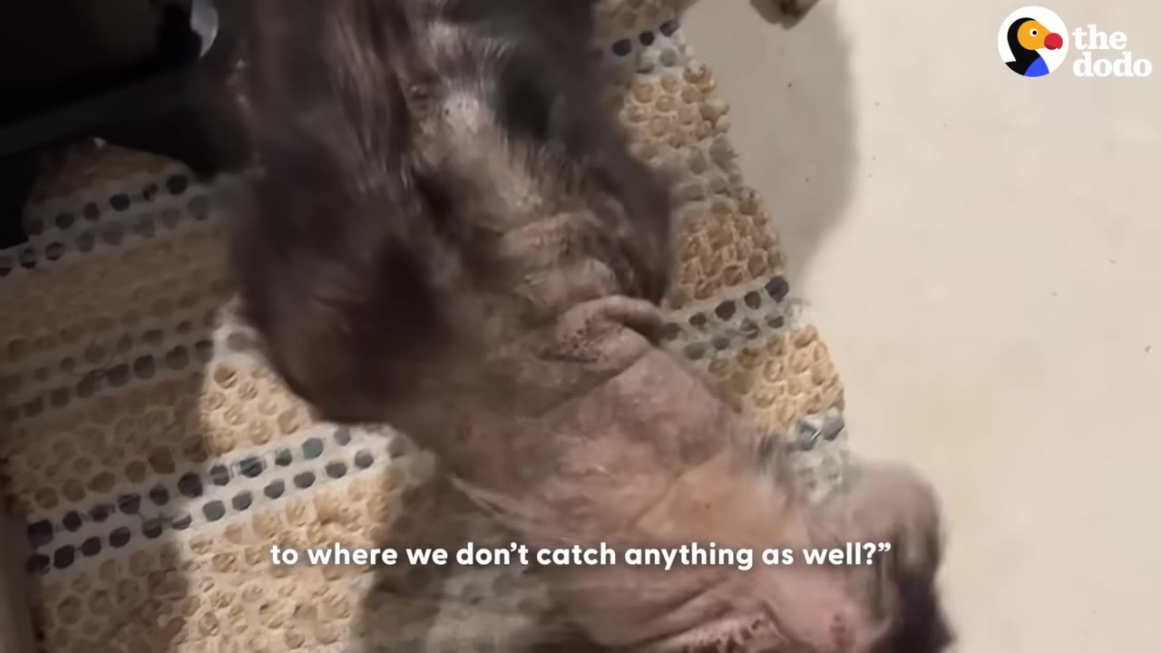 He soon met his new canine sibling, and ...