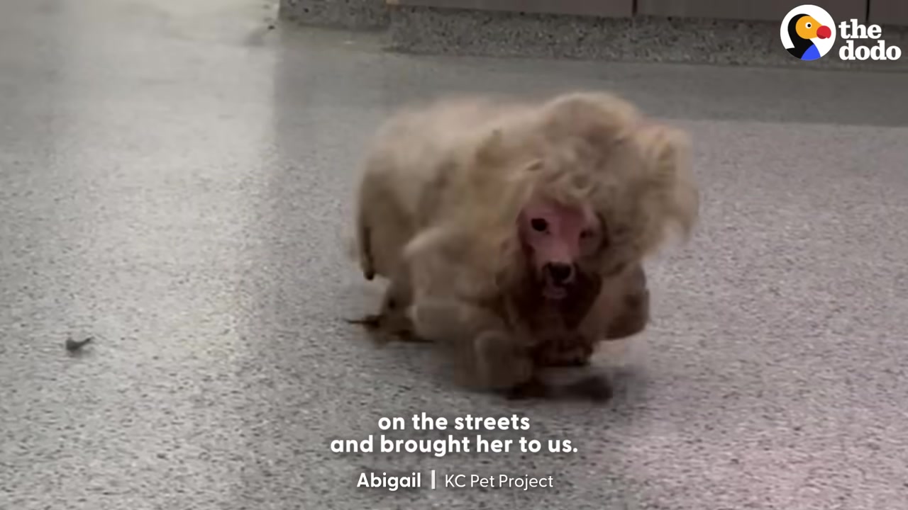 Spotted rambling through the streets, th...