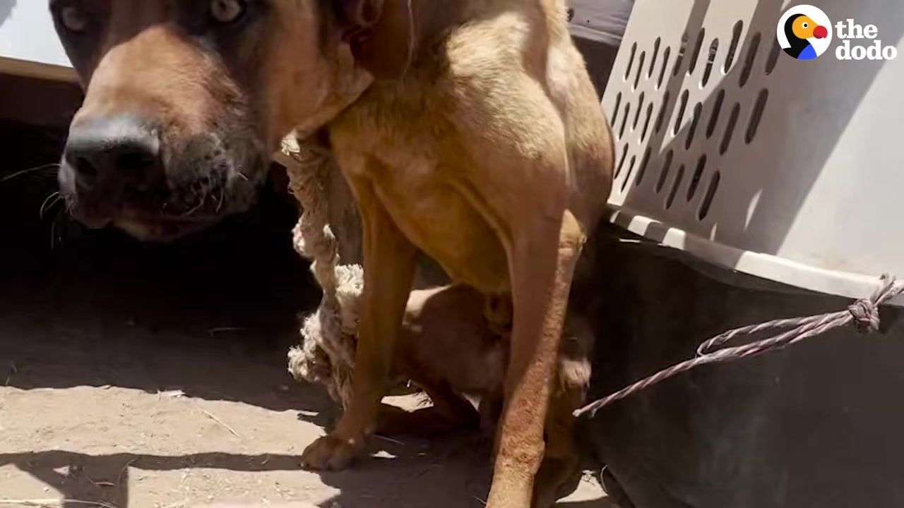 For an entire month, the poor dog remain...