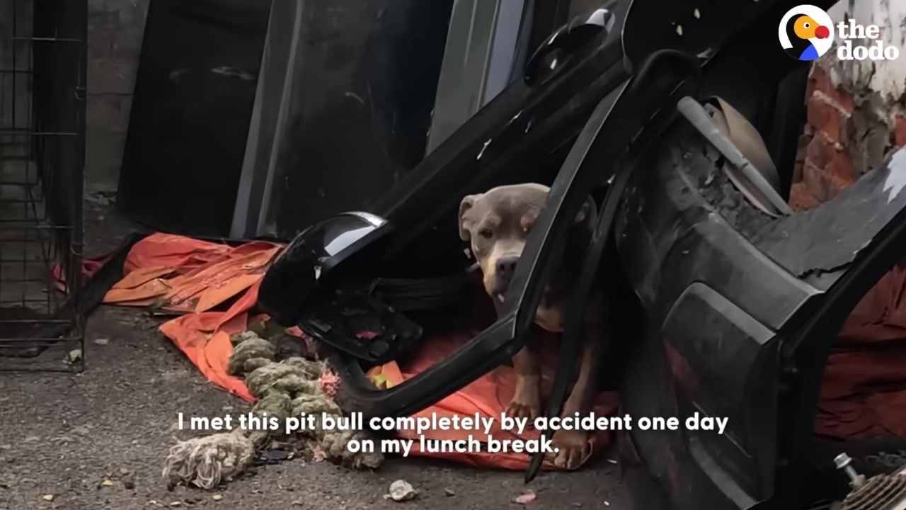 The dog, later named Cookie, was in a so...