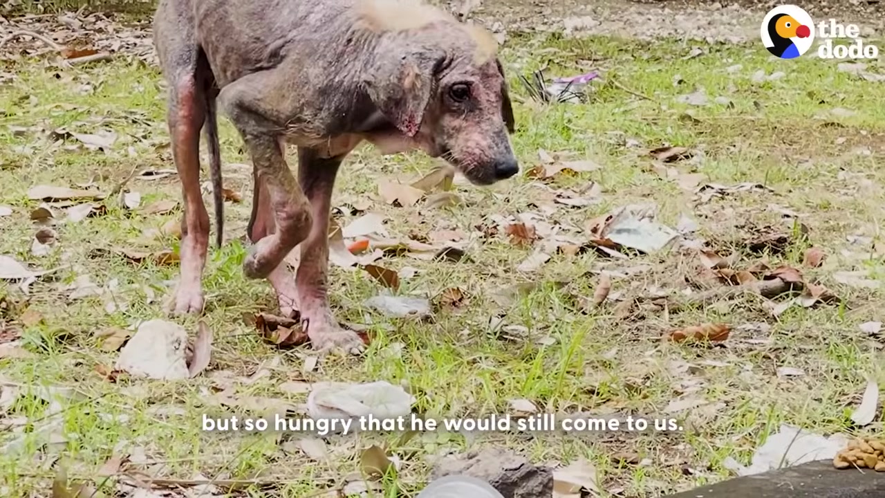 The first encounter with the stray in Te...