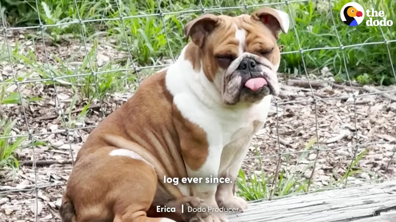 The dog's arrival was a mystery, as Andr...