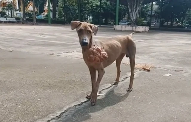 As the veterinary team approached the tu...