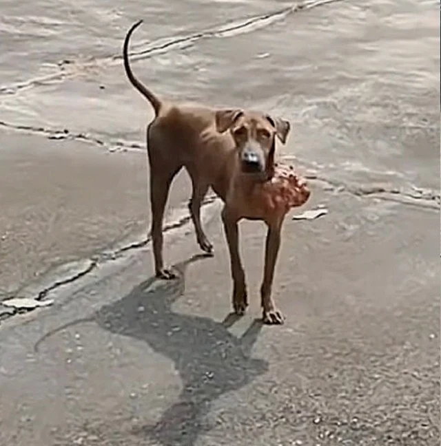 Remarkably, the stray dog, once abandone...