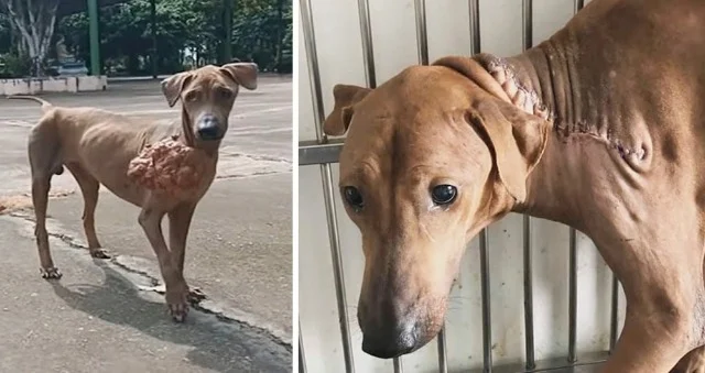 When they located the dog, the rescuers ...