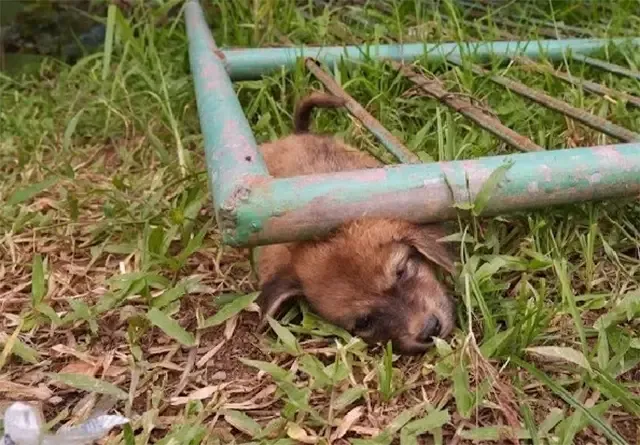 This heartwarming rescue story leaves us...