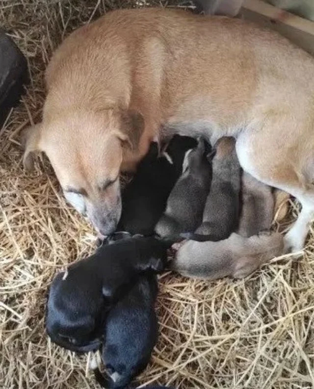 The endearing story captured the hearts ...