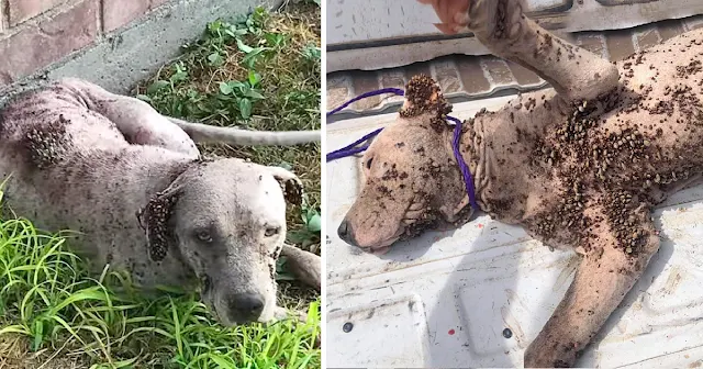 Due to severe anemia, the puppy could ha...
