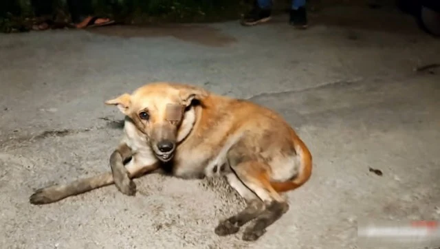 With countless dogs vying for survival i...
