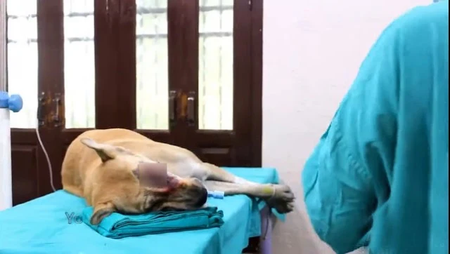 Now, Penny is a lively and affectionate ...