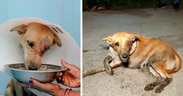 Upon arrival, the rescuers found a distr...