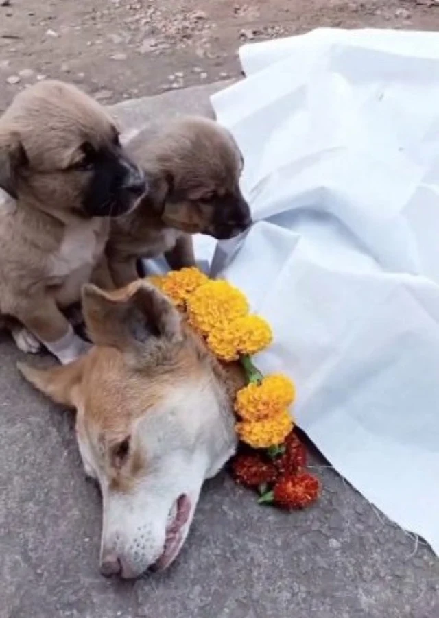 In the days that followed, Max and Bella...