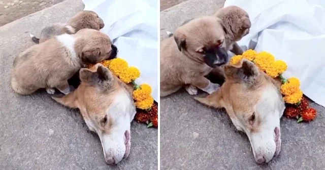 As Daisy grew older, her lively steps be...