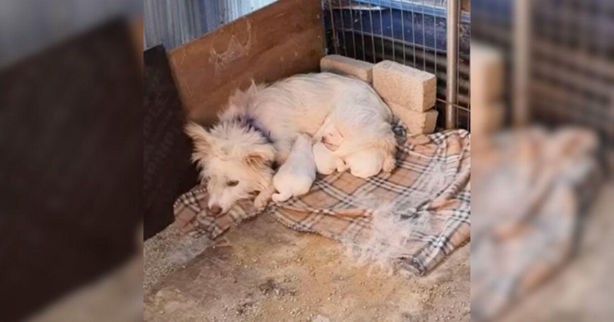 Inside the shelter, a mother dog and her...