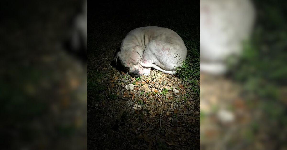 The couple quickly realized the dog, who...