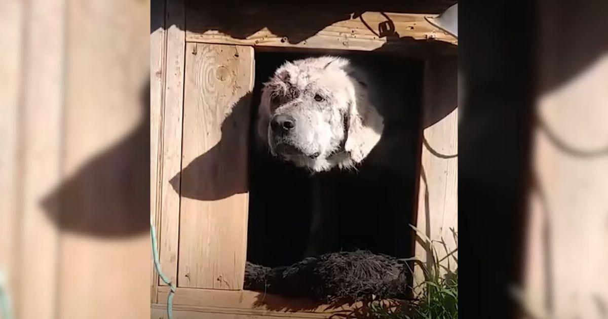 Bo was discovered by rescuers from Stree...