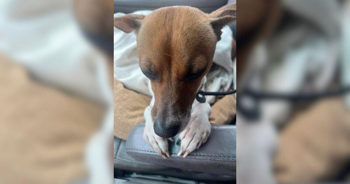 Concerned for the dog's well-being, a lo...