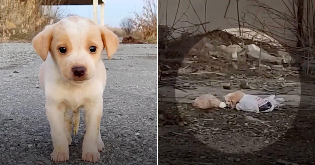 Initially, the puppy was nowhere to be s...