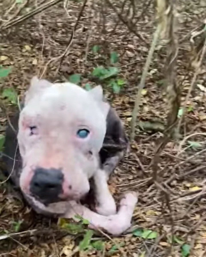 In Mississippi's rescue circles, Stacey ...