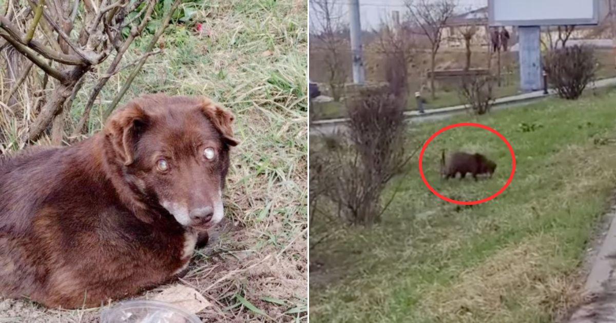 Laura Myatt from Sadie Dog Rescue stumbl...