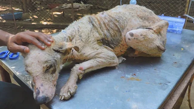The rescue team handled him with care, s...