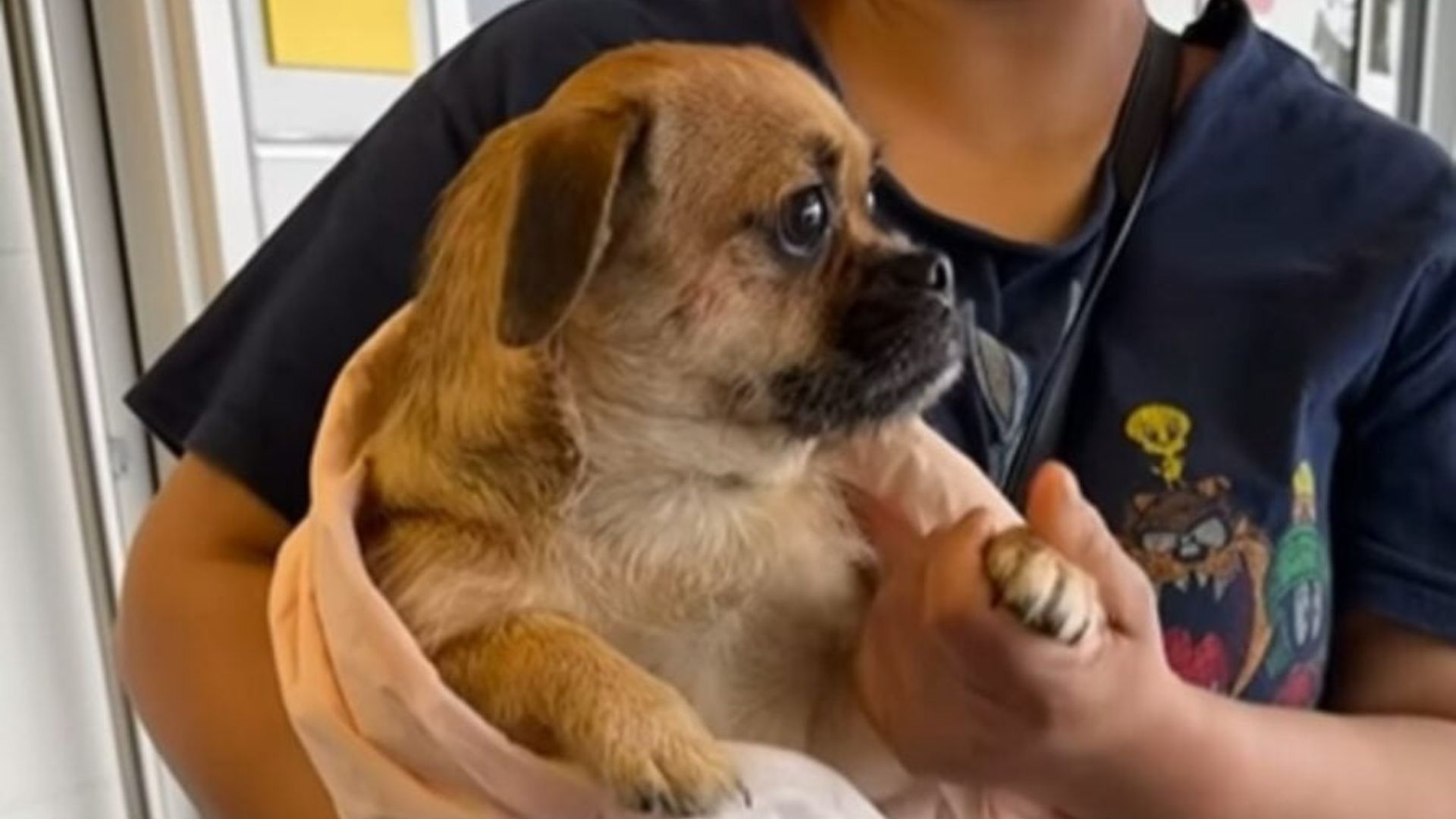 Macaroni, a delightful rescue dog from t...