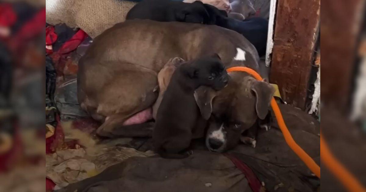 Stray Rescue of St. Louis received an ur...