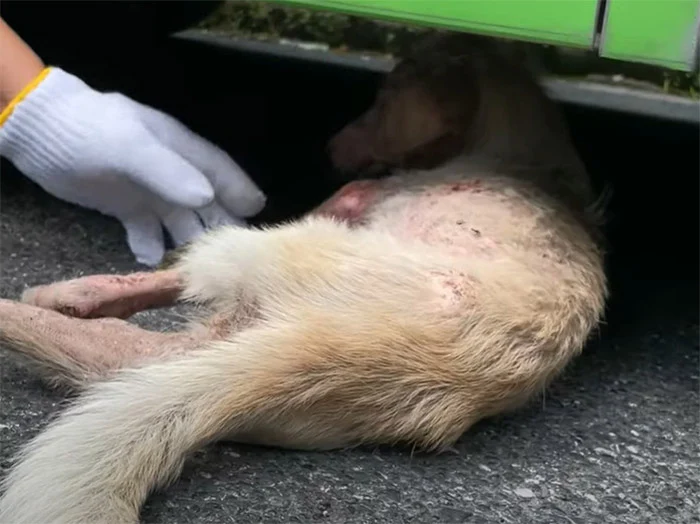 Yet, despite his fragile state, the dog ...