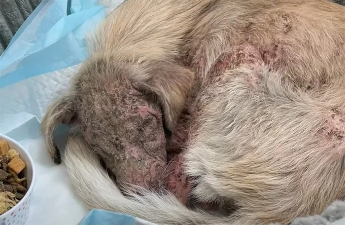He started eating again. Slowly, his fra...