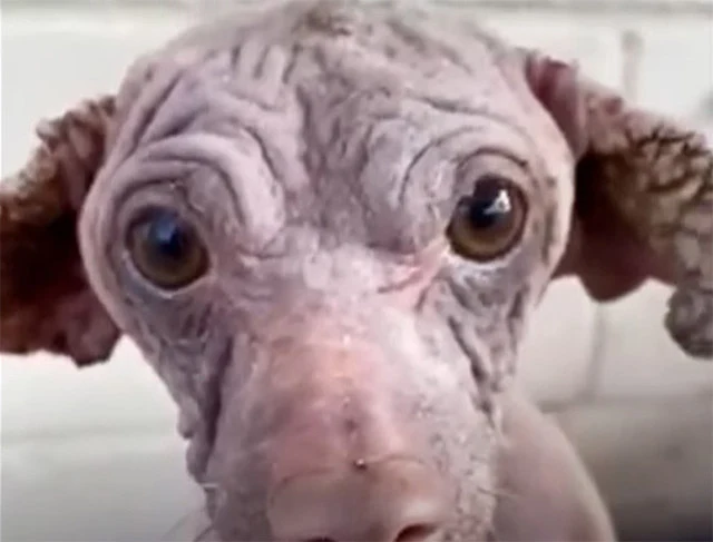 With patience and constant care, Dobby s...