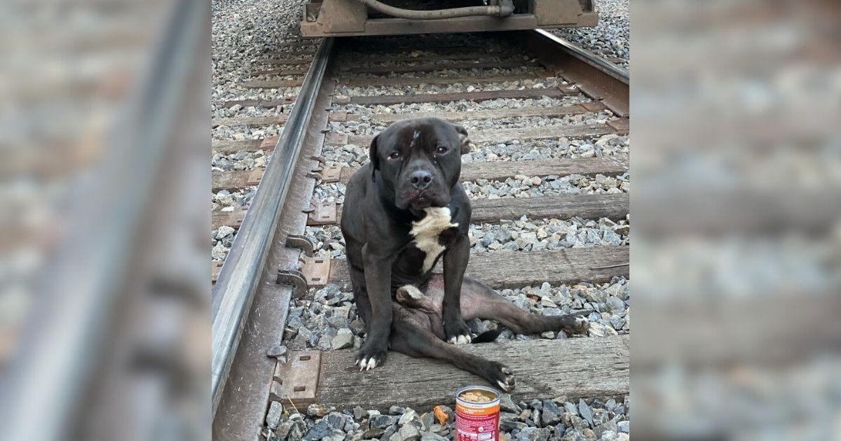 This resilient dog was found abandoned a...