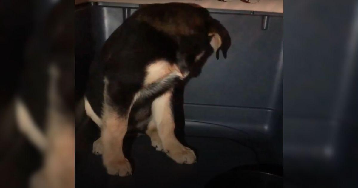 Tamara brought in a new foster puppy who...
