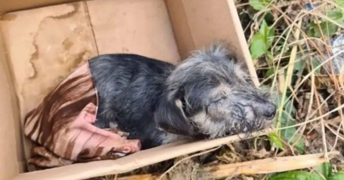 Encountering an abandoned puppy in such ...