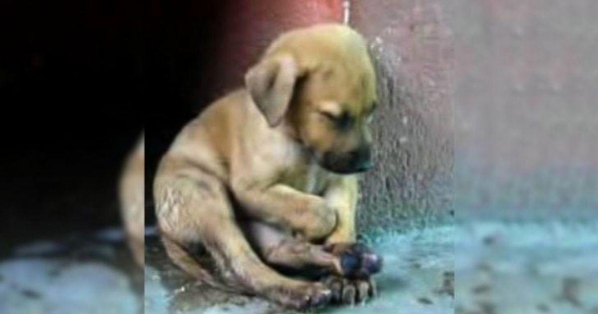 When Betty first arrived at the animal s...