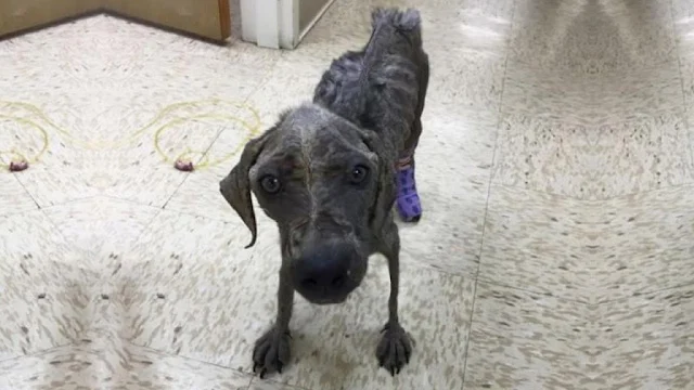 Despite the veterinarian's advice to con...