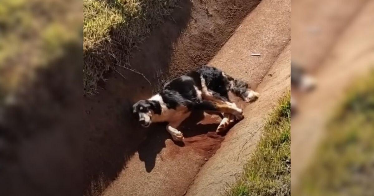 Even though he was in pain, the dog kept...