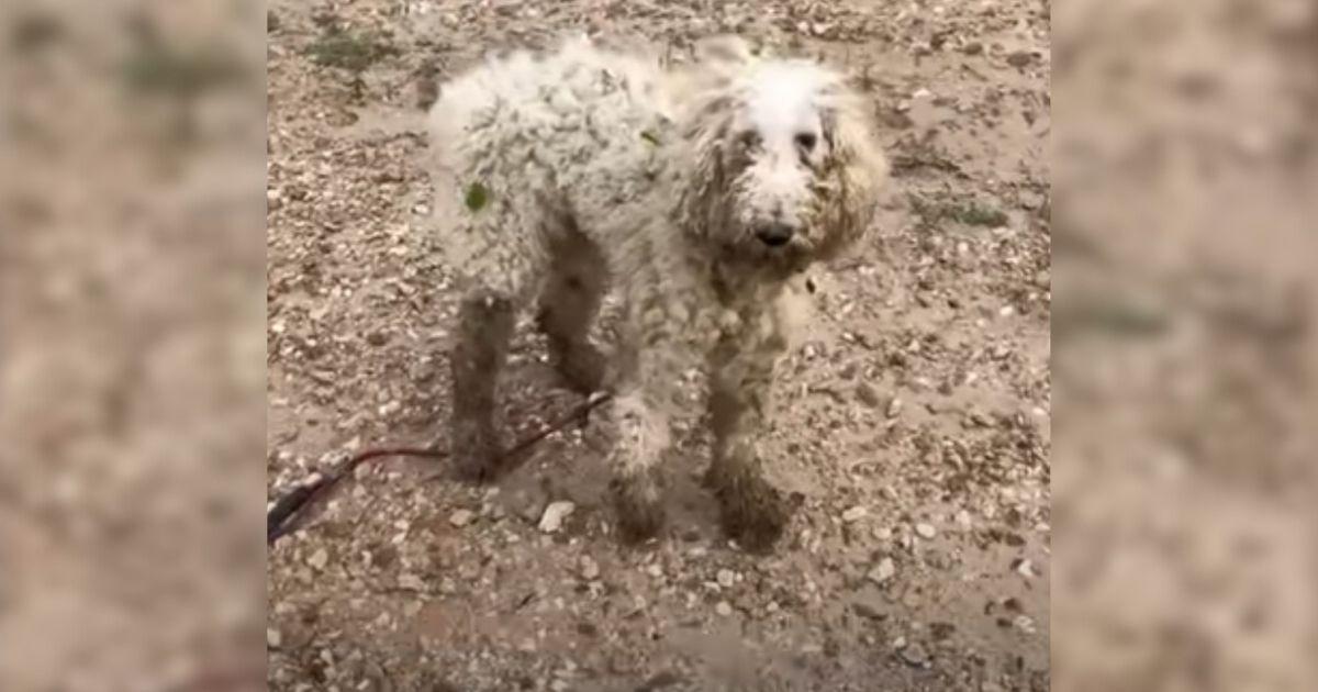 One day, a small, injured dog was spotte...
