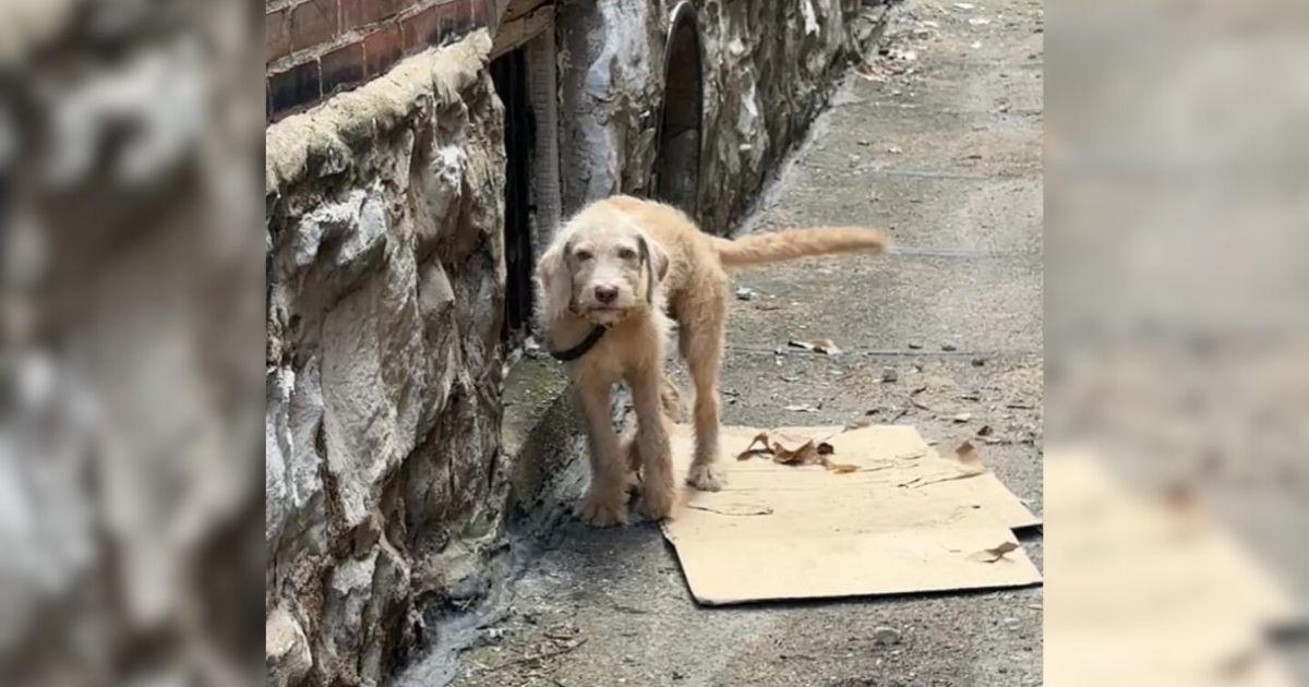 The young dog was discovered in a precar...
