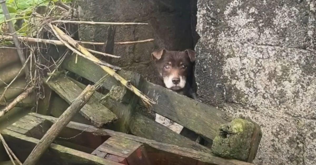 Following the death of his owner, the re...