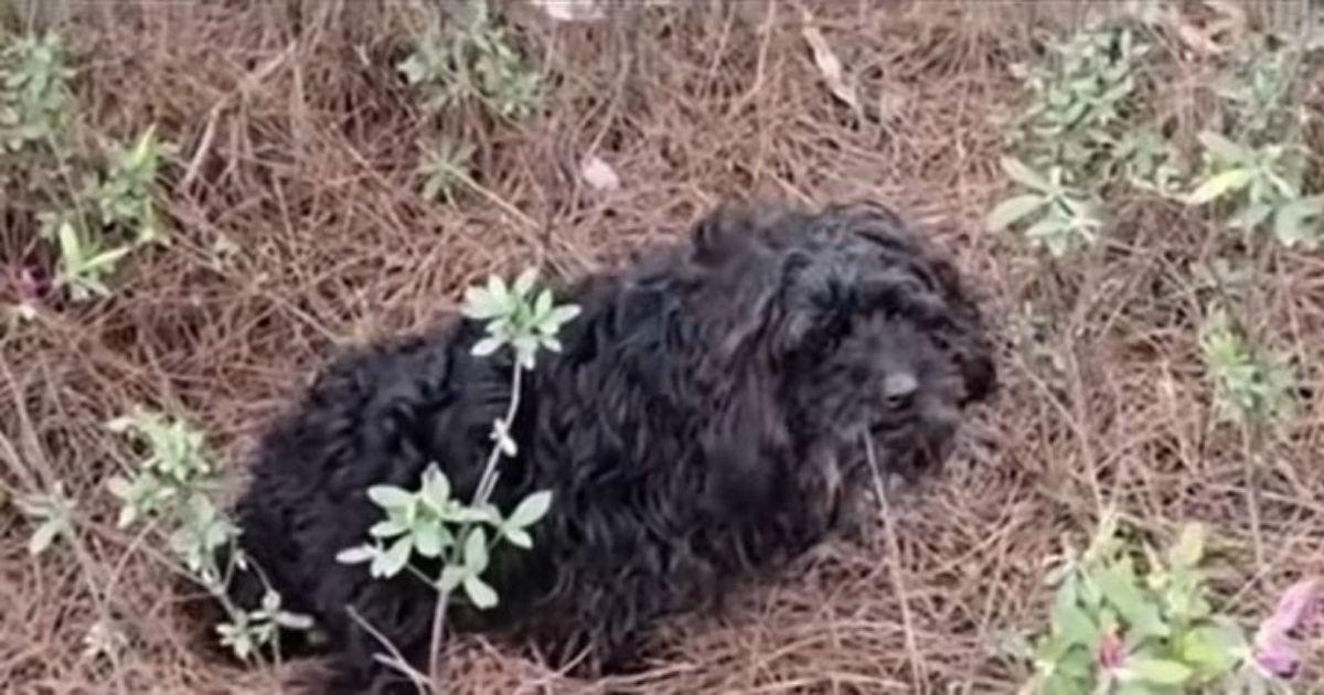 Though outwardly composed, the dog's eye...