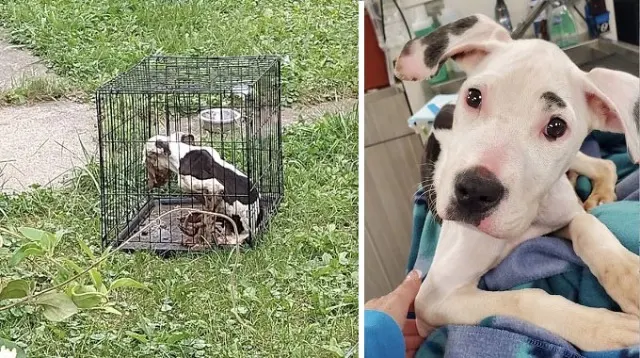 The rescue team shared their experience ...