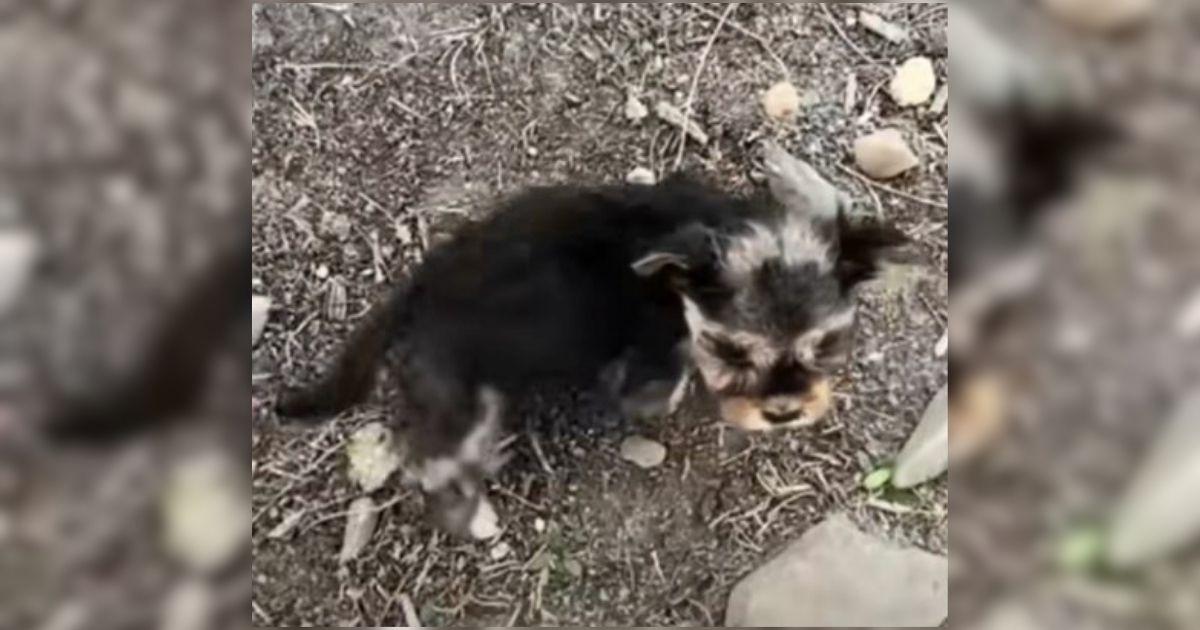 As they stopped their car, the puppy cau...