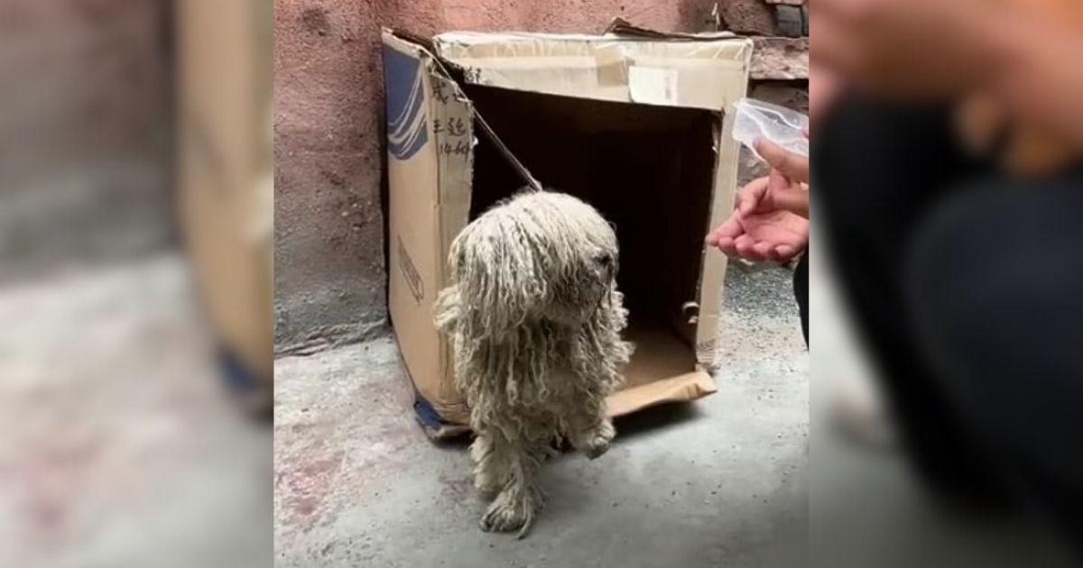 The strangers noticed the dog, trembling...