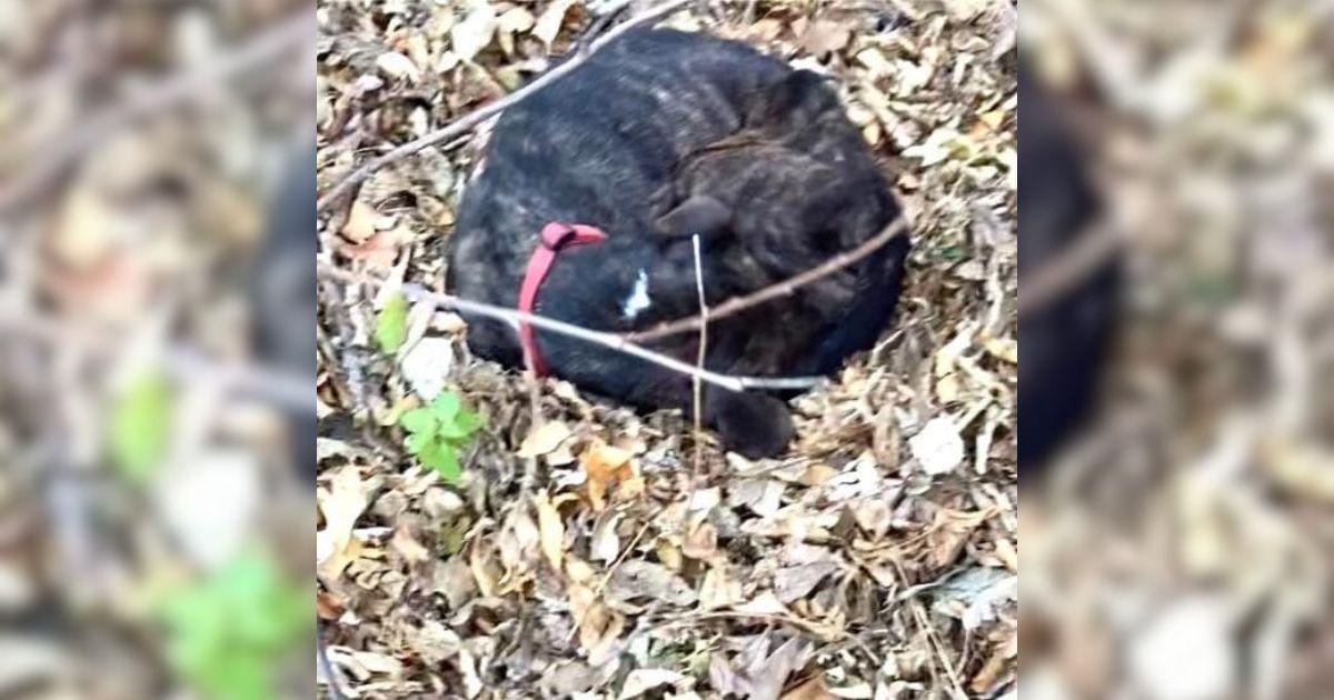 The dog, who was later named Brutus, lay...