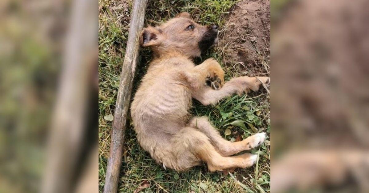 Initially, there was a glimmer of hope i...