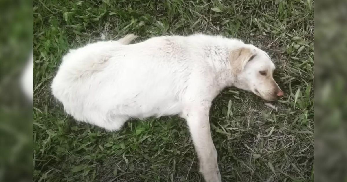 The dog, unable to move due to excruciat...