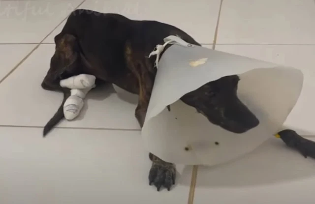 Many people saw the dog in distress, but...